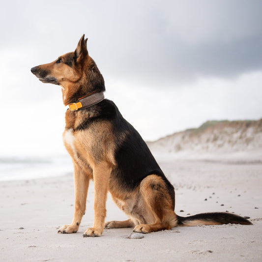 Halsband mit BioThane® Adapter 'Kunstleder' [25/40/50mm]