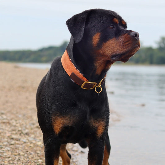 Halsband mit BioThane® Adapter 'Gurtband' [25/40/50mm]