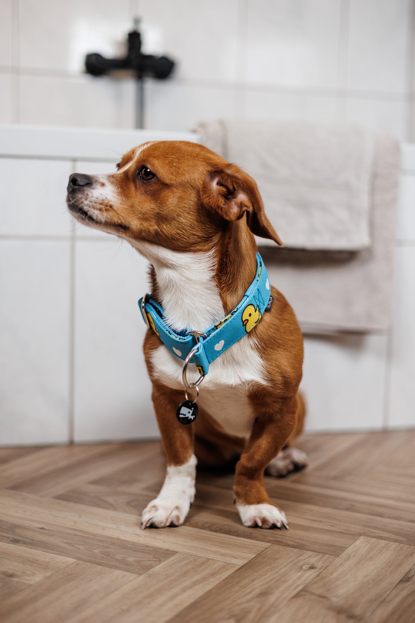 Zugstopphalsband 'Cover IT' [25/30/40/50mm] - Muster komplett